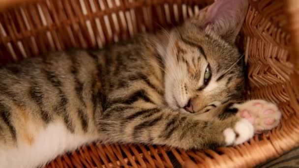 A little tabby kitty cat falls asleep in a basket — Stock Video