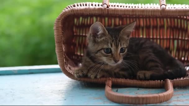 Маленький котенок садится в корзину и играет, а затем выпрыгивает из корзины. Котенок в плетеной корзине на открытом воздухе на зеленом природном фоне — стоковое видео
