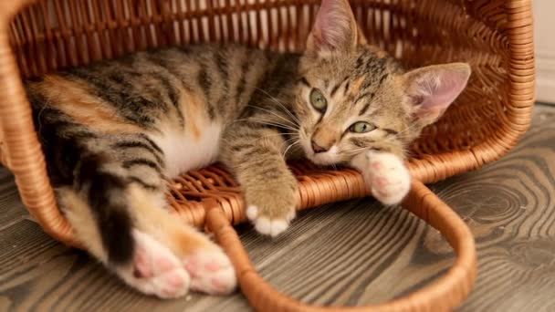 Un petit chaton tabby s'endort dans un panier — Video
