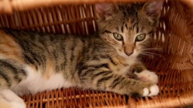 Küçük bir tekir kedicik sepette uyuyakalıyor. 