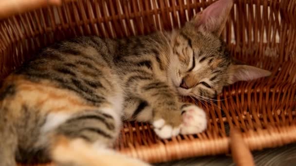 A little tabby kitty cat falls asleep in a basket — Stock Video