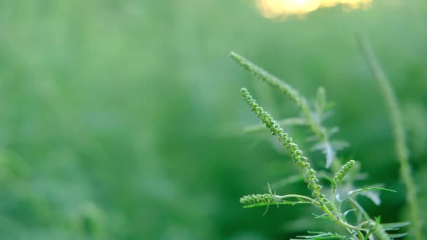 緑の自然を背景に畑の風に揺れる野生の花々と夕日のボケ。夕日は畑の野生の花を照らし出します。. — ストック動画