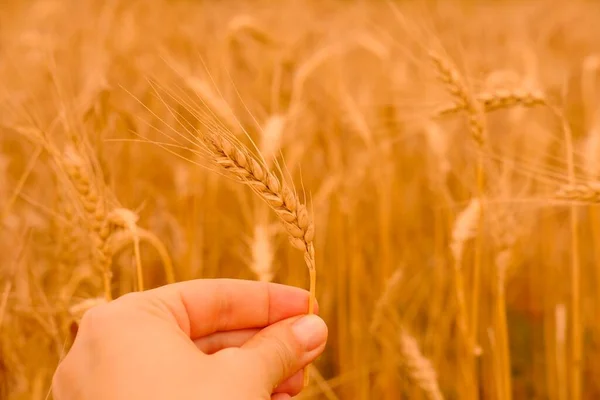 Ячмінне поле пшениці. Один золотий шматочок пшениці крупним планом у жіночій руці на фоні натуральної розмитої пшениці. Концепція врожаю . — стокове фото