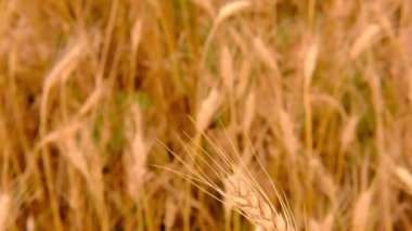 Buğday arpa tarlası. Doğal buğday arka planında dişi elinde bir altın buğday başağı. Hasat konsepti.