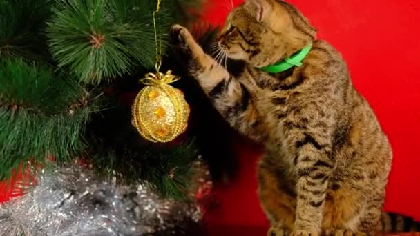 Tabby csíkos szürke macska játszik karácsonyi arany megvilágító sárga játék, és dobja le az újévi fa piros háttér . — Stock videók