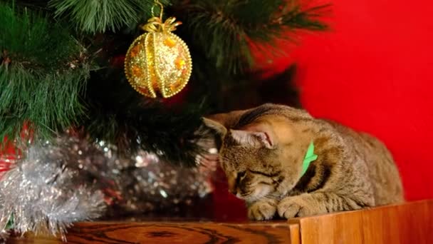 Tabby listrado gato cinza de Natal fica perto de árvore de ano novo com ouro e iluminando brinquedo de Natal amarelo no fundo vermelho . — Vídeo de Stock