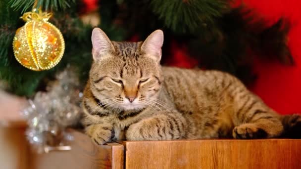 Таббі в смугастій різдвяній сірій кішці лежить біля новорічної ялинки з золотом та ілюмінацією жовтої різдвяної іграшки на червоному тлі  . — стокове відео