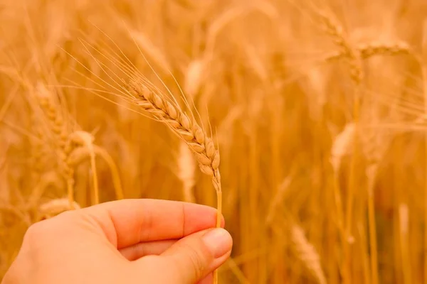 Buğday arpa tarlası. Doğal buğday arka planında dişi elinde bir altın buğday başağı. Hasat konsepti. — Stok fotoğraf