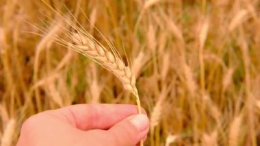 Buğday arpa tarlası. Doğal buğday arka planında dişi elinde bir altın buğday başağı. Hasat konsepti.