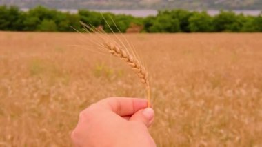 Buğday arpa tarlası. Buğday tarlasında ilerleyen bir altın dikenli başak doğal buğday arka planında bir kadının elinde. Hasat konsepti.