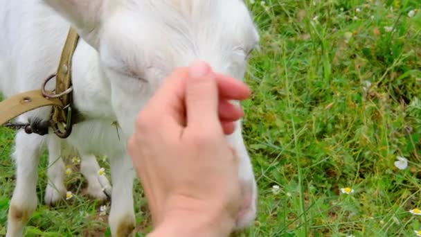 Tangan perempuan menyentuh membelai wajah kambing putih dengan tanduk di lapangan hijau di pertanian organik. — Stok Video