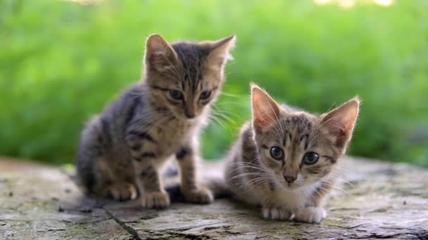 Un gatito pequeño dos se sienta y se acuesta cerca del gato. Hermosos gatos tabby, al aire libre sobre un fondo verde natural soleado — Vídeo de stock