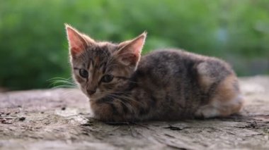Küçük kedi yavrusu oturur ve yeşil güneş ışığıyla aydınlatılmış arka planda dışarıda seyreder. Güzel küçük tekir yavru kedi..
