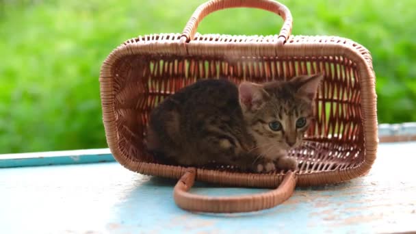 Mały kociak w paski siwy i czerwony siedzi w koszyku i wącha drewniany kosz na świeżym powietrzu na zielonym naturalnym tle. — Wideo stockowe