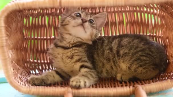 Um gatinho se senta na cesta joga e fareja cesta de madeira ao ar livre em um fundo natural verde. — Vídeo de Stock