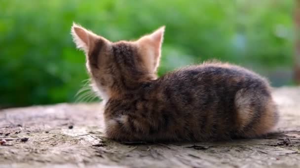 Um pequeno gatinho listrado cinza e vermelho pequeno gato está com as costas ao ar livre em um fundo verde natural iluminado pelo sol — Vídeo de Stock