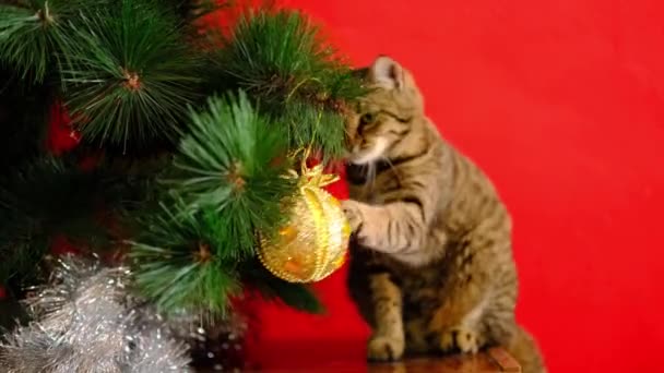 Tabby striped grey cat plays with Christmas golden illuminating yellow toy and throws off from the New year tree on red background . — Stock Video