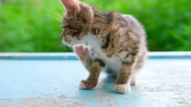 Bir çizgili tekir kedi yavrusu kaşınıyor ve mavi zemine geri dönüyor ve güneş ışığıyla aydınlanan bulanık yeşil arka plan 