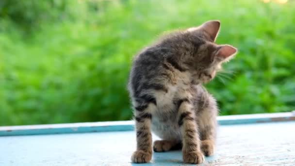 Little striped tabby grey kitten wash and licks its self outdoor on blue floor and a blur green natural background backlit by sunlight . — Stock Video