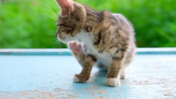 Один полосатый серый котенок чешется и поворачивается обратно на голубой пол и размывает зеленый естественный фон, освещенный солнечным светом. — стоковое видео