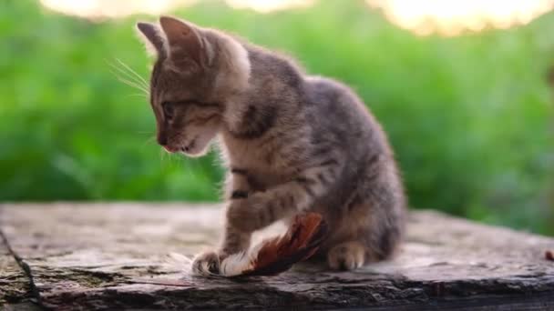 Mały paski szary kotek myć i liże się łapa i bawi się z pióro zewnątrz i rozmyte zielone naturalne tło podświetlone przez zachód słońca . — Wideo stockowe