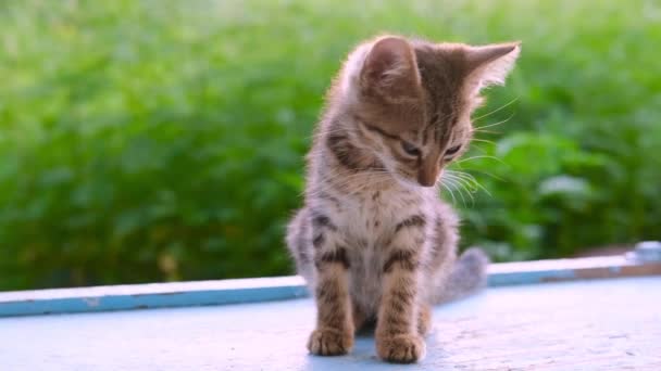 Un gatito gris tabby rayado se sienta y se da la vuelta y se encuentra al aire libre en el suelo azul y el fondo natural verde borroso retroiluminado por la luz del sol — Vídeos de Stock
