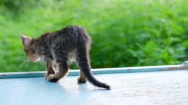 Çizgili küçük bir tekir kedi yavrusu geri döner ve oyun oynar ve mavi zeminde oturur ve güneş ışığı altında yeşil arka planı bulanıklaştırır. 