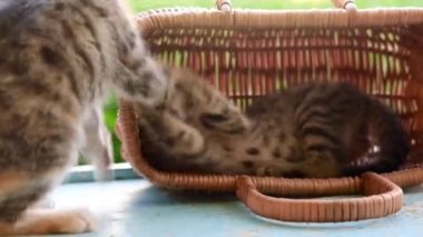 İki küçük kedi oyunu. Çizgili gri ve kırmızı kedi yavrusu bir sepette oturur ve arkadaşı kedisiyle oynar. Dışarıdaki sepetin içindeki kedi yavrusu yeşil doğal bir arka planda.
