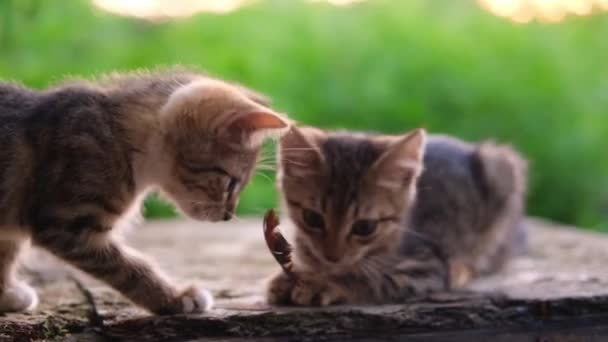 Dos gatitos juegan con una pluma.El gatito gris y rojo a rayas juega con su amigo gato al aire libre sobre un fondo verde natural — Vídeos de Stock