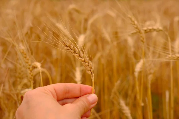 Pole jęczmienia. Jeden złoty szpikulec z bliska pszenicy w ręku samicy na naturalnym tle pszenicy rozmytej. Koncepcja zbiorów. — Zdjęcie stockowe