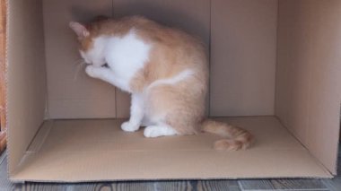 Bej kedi karton bir kutuda otururken yıkanır. Mutlu kedi yıkar, patisini yalar. Kedi yalan söylüyor. Güzel kedi. Evcil hayvan evdeki odada dinleniyor. Evde kal.