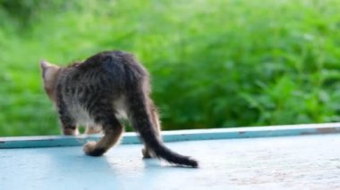 Çizgili küçük bir tekir kedi yavrusu geri döner ve oyun oynar ve mavi zeminde oturur ve güneş ışığı altında yeşil arka planı bulanıklaştırır. 
