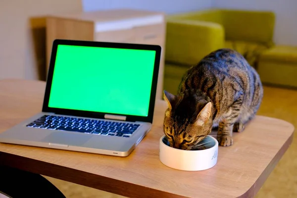 Gato comiendo de la placa en la mesa de madera cerca de cromakey pantalla verde en la computadora portátil de plata. —  Fotos de Stock