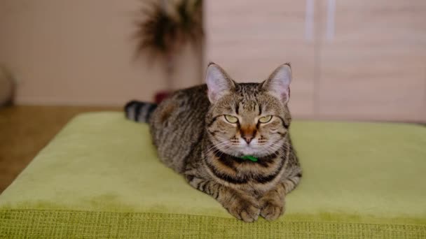 Çizgili tekir kedisi yeşil kanepede yatar ve doğruca A 'ya bakar. — Stok video