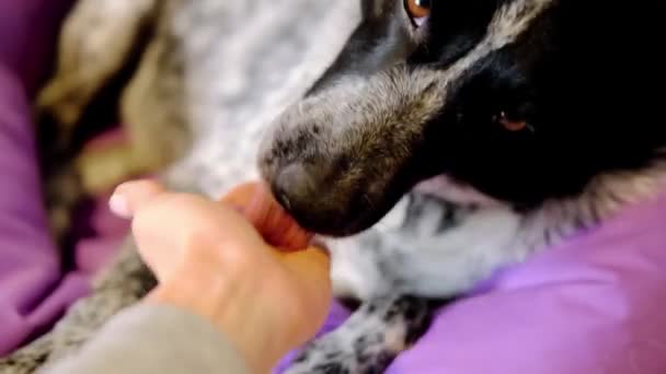 Чорно-білий собака лизає жіночу руку і лежить на фіолетовому кріслі сумки . — стокове відео