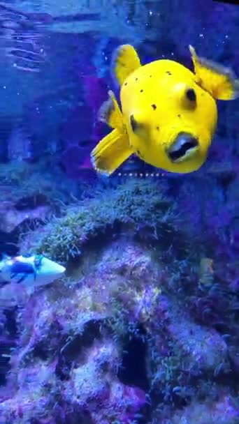 Μεγάλα κίτρινα και μπλε εξωτικά ψάρια κολυμπούν στο ενυδρείο του ζωολογικού κήπου. Πολύχρωμο βίντεο της φύσης και της θάλασσας . — Αρχείο Βίντεο