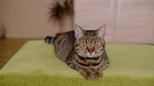 Rayas gato gris tabby se encuentra en el sofá verde y mirando recto y alrededor de la habitación — Vídeo de stock