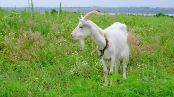 角のある白いヤギは草を食べ、川の近くの有機農場の緑の草原で草を食べます。. — ストック動画