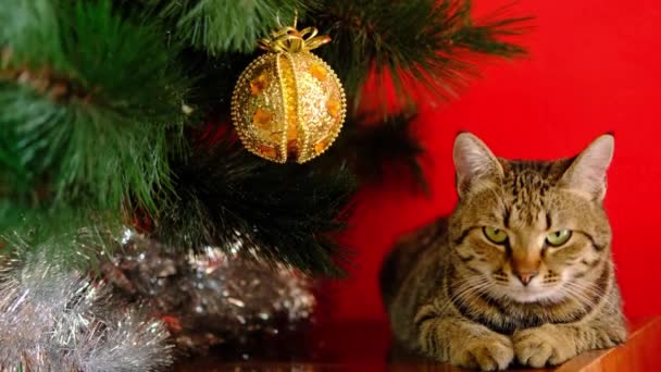 Tekir çizgili Noel gri kedisi kırmızı arka planda altın ve sarı Noel oyuncağıyla yeni yıl ağacının yanında uykuya dalıyor. — Stok video