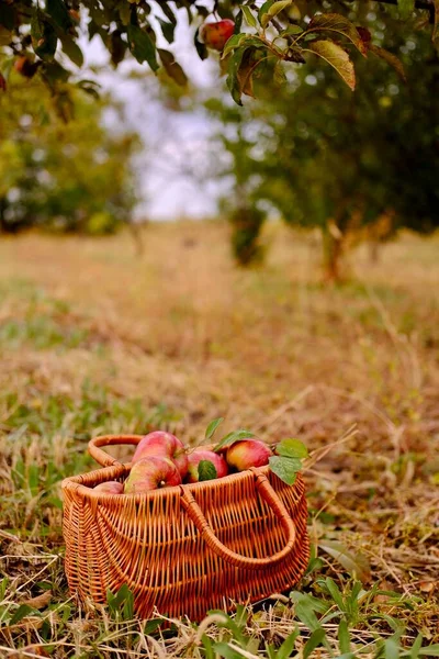 Jablka v koši venku. Dřevěný koš s organickými jablky v podzimní jablečné venkovské zahradě.Sklizeň — Stock fotografie