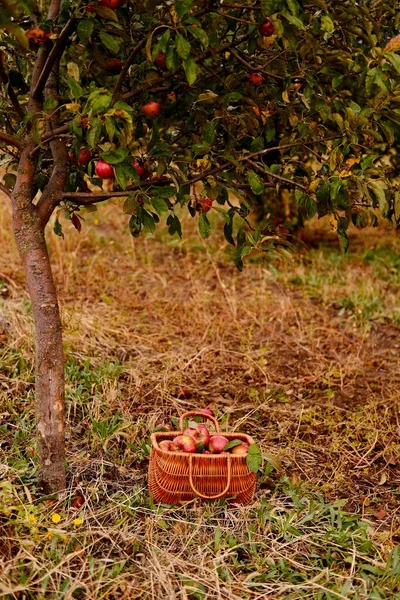 Apples in a Basket outdoor. Wooden basket with organic apples in the autumn apple rural garden.Harvesting — Stock Photo, Image