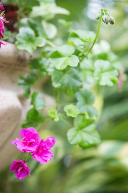 Parlak çiçekler. Seçici yumuşak Plaque ve arka plan üzerinde Böke