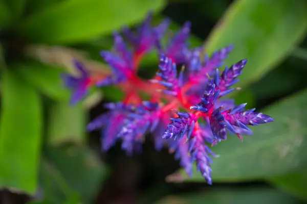Zářivé fialové květy. Selektivní měkké orientuje a boke na pozadí — Stock fotografie
