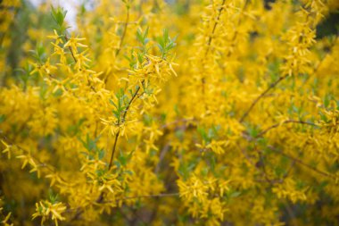Sarı çiçekler. Arka planda seçici yumuşak odakli ve boke