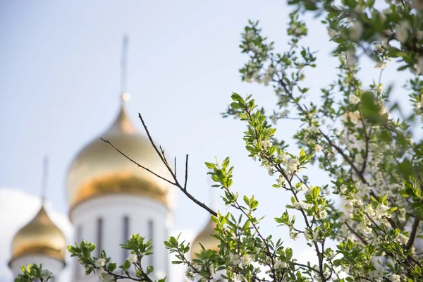 Gren av äppel träd och ortodox kyrka på bakgrund, mjukt fokus Stockfoto