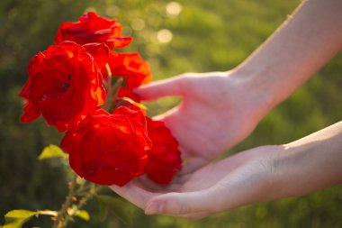 gün batımı ışık ve renk (yumuşak odak etkisi) ile kızın elini kırmızı gül