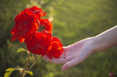 gün batımı ışık ve renk (yumuşak odak etkisi) ile kızın elini kırmızı gül