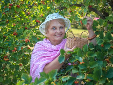 yaşlı kadın bir bahçede bir şapka meyveleri toplar