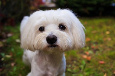 Malta köpek gree ahşap kamerada bakarak Close-Up