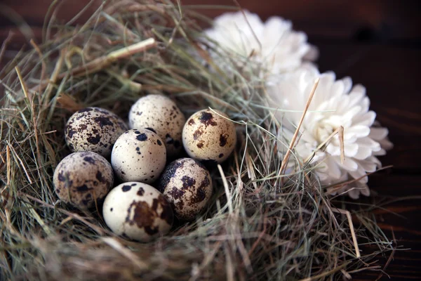 Easter quail eggs in the nest on rustic wooden background. Selective soft focus — Stock Photo, Image